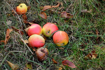 Äpfel auf einer Wiese im Herbst. Die Äpfel faulen, da sie nicht aufgelesen werden.