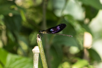 colorful dragonfly beautifully perch on the bamboo twig in the garden