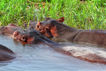 Massive Hippos in the water next to shore