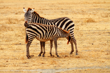 Fototapeta na wymiar Mother Zebra feeding baby