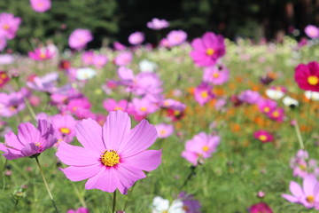 Obraz premium 国営ひたち海浜公園のコスモス