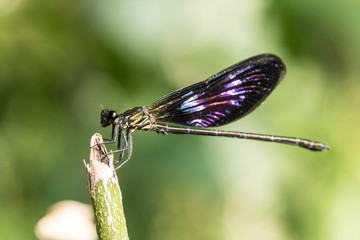 colorful dragonfly beautifully perch on the bamboo twig in the garden