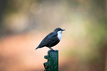 Fototapeta premium Wasseramsel (Eurasische), freigestellt mit verschwommenem Hintergrund