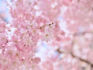 Obraz premium 満開