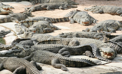 Fototapeta premium alligators crocodile predators