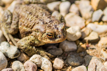 close up of european common frog (Rana temporaria) sitting on  stones
