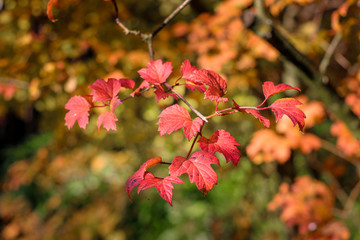 Autumn Red leaves on a yellow-green background.