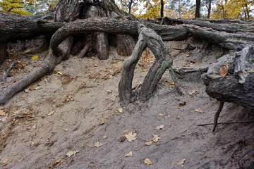 Big mighty strong roots of old tree, closeup view.