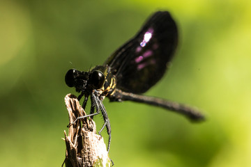 colorful dragonfly beautifully perch on the bamboo twig in the garden