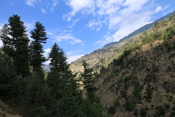 Obraz premium Trees and big mountains in the area of kashmir