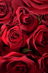 close up of red rose for background 
