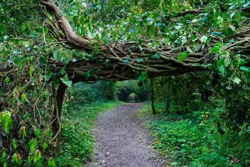 Tunnel di mangrovie strada nella foresta