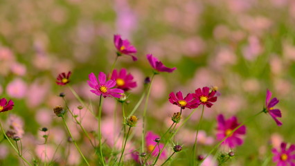 Cosmos field