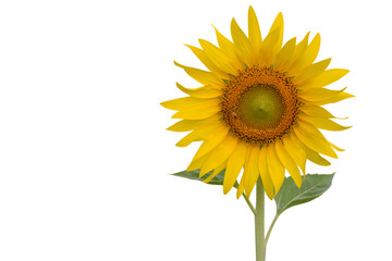 Sunflower isolated on white background copy space