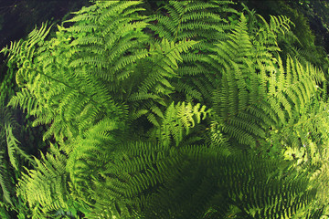 Fern plant in the shadow of trees