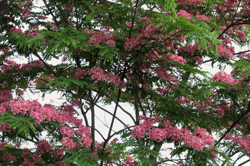 vermilion flamboyant tree