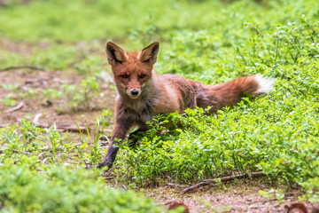 Jumping Red Fox, Vulpes vulpes, wildlife scene from Europe. Orange fur coat animal in the nature habitat.