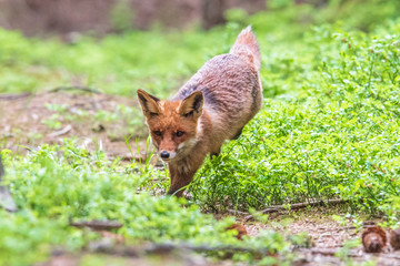 Fototapeta premium Jumping Red Fox, Vulpes vulpes, wildlife scene from Europe. Orange fur coat animal in the nature habitat.