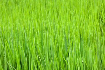Grass is Greener
