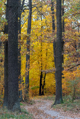 Dirt road in the autumn forest, yellow leaves in the trees and on the ground