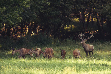 Red Deer male roars