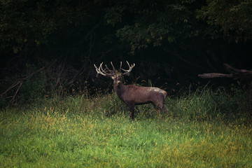 Red Deer male roars