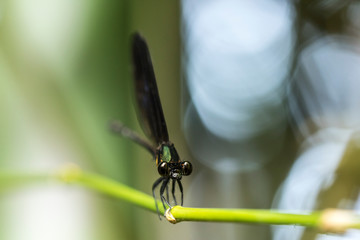 colorful dragonfly beautifully perch on the bamboo twig in the garden