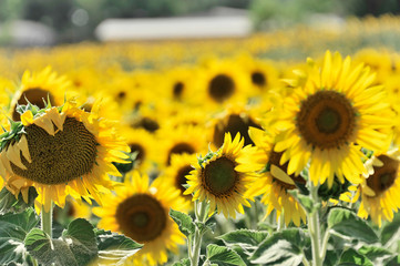 Sonnenblumenfeld, Sonnenblumen (Helianthus annuus), Landschaft südlich von Montepulciano, Toskana, Italien, Europa