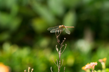 colorful dragonfly beautifully perch on the bamboo twig in the garden