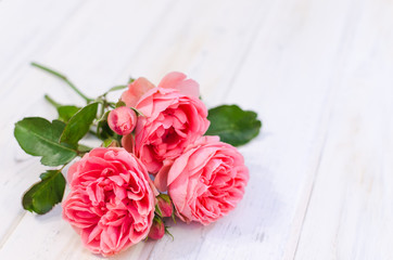 Fototapeta premium Pink roses over white wooden board. Mother's or Valentine's day