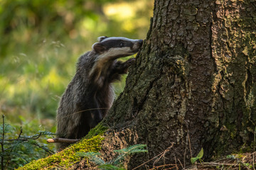 Badger in forest, animal in nature habitat, Germany, Europe. Wild Badger, Meles meles, animal in the wood. Mammal in environment, rainy day.