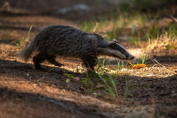 Badger in forest, animal in nature habitat, Germany, Europe. Wild Badger, Meles meles, animal in the wood. Mammal in environment, rainy day.