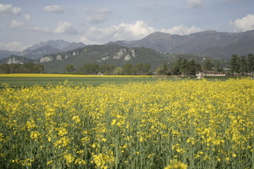 Paesaggio e fiori