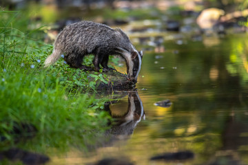 Badger in forest, animal in nature habitat, Germany, Europe. Wild Badger, Meles meles, animal in the wood. Mammal in environment, rainy day.