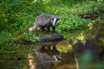 Badger in forest, animal in nature habitat, Germany, Europe. Wild Badger, Meles meles, animal in the wood. Mammal in environment, rainy day.