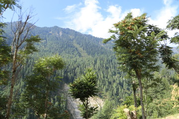 Fototapeta na wymiar Amazing View Of Trees in Kashmir