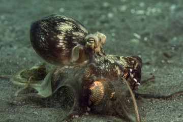 Coconut octopus (Amphioctopus marginatus) using seashell for shelter. Picture was taken in Lembeh Strait, Indonesia