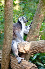 lemur in the wildness