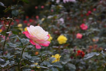 Rose / Symbol of love and beauty