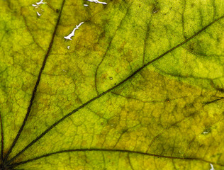 Autumn leaves closeup view - natural background. Shallow depth field.