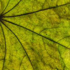 Autumn leaves closeup view - natural background. Shallow depth field.