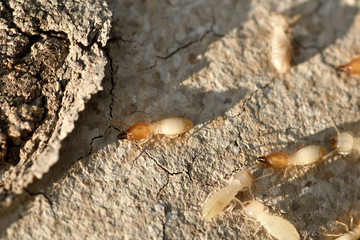 Termites eat wood house and furniture.