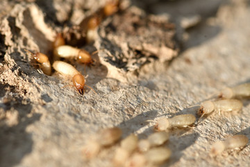 Termites eat wood house and furniture.