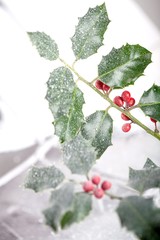 Sprig of Holly with Snow