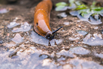 Wegschnecke - Nacktschnecke