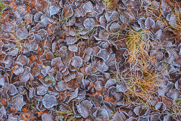 Pattern from fallen leaves in hoarfrost late fall