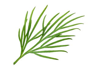 fresh green dill isolated on white background. macro