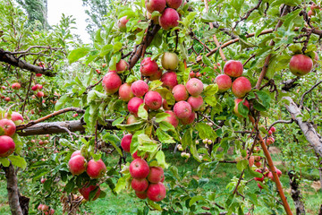 red and green apples