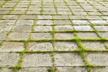 Old grey weathered concrete stone plates overgrown grass in yard outdoors as abstract textured background.