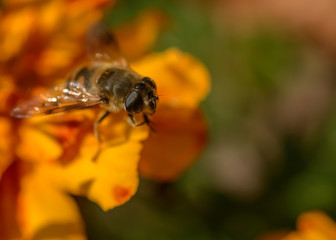 European hoverfly feeding on flower. Selective focus.